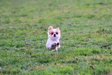 Yeşil çimenlikteki küçük chihuahua