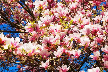 pembe Manolya çiçek