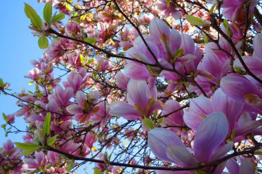 pembe Manolya çiçek
