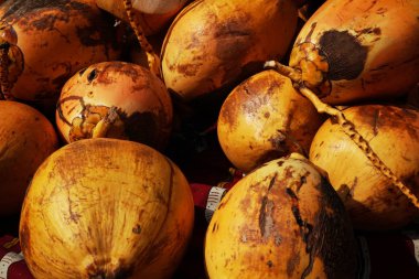 taze hindistan cevizi sarı meyve doku