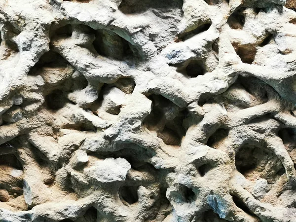 Stará korálová fosilní textura — Stock fotografie