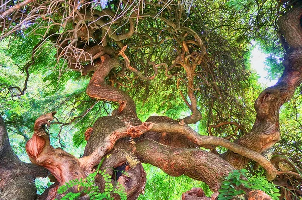 Velmi starý strom v parku — Stock fotografie