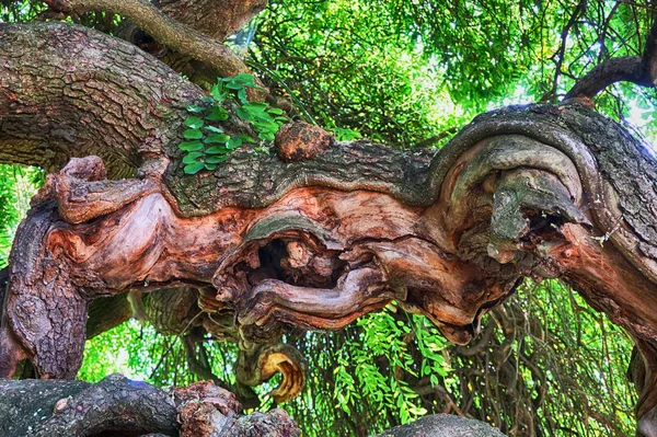 Very old tree in the park — Stock Photo, Image