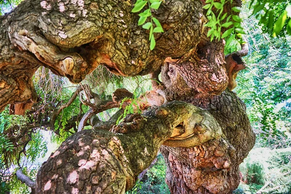 Árvore muito antiga no parque — Fotografia de Stock