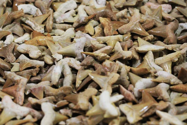 Kolekcja skamielin zębów rekina — Zdjęcie stockowe
