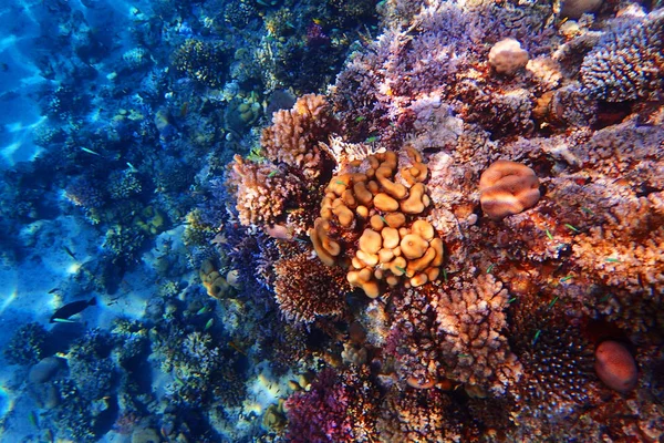 Arrecife de coral en el mar rojo —  Fotos de Stock