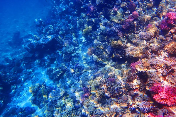 Barriera corallina nel mare rosso — Foto Stock