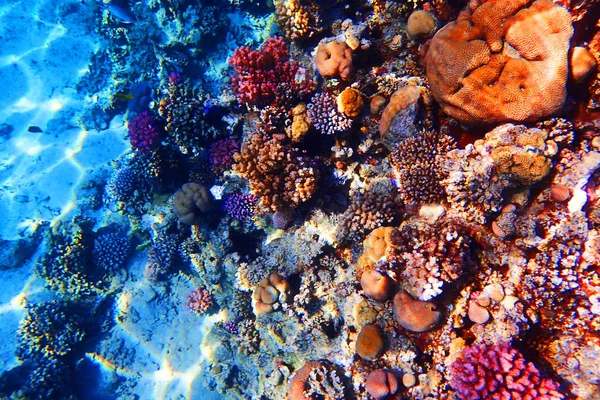 Arrecife de coral en el mar rojo — Foto de Stock