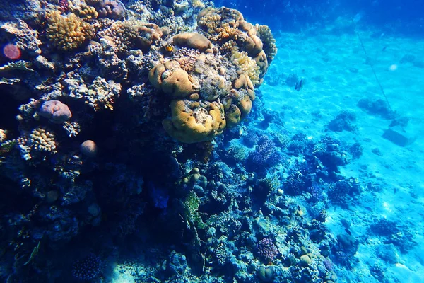 Rafa koralowa w Morzu Czerwonym — Zdjęcie stockowe