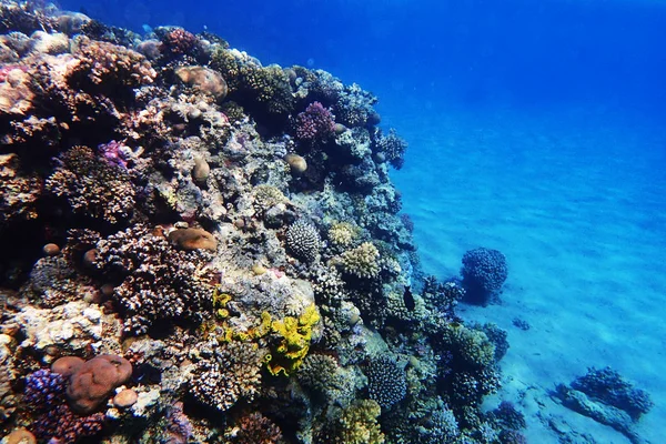 Korallenriff im Roten Meer — Stockfoto