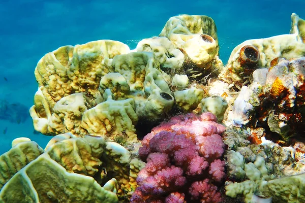 红海中的珊瑚礁 — 图库照片
