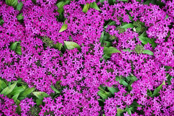 Pentas lanceolata bloemen — Stockfoto