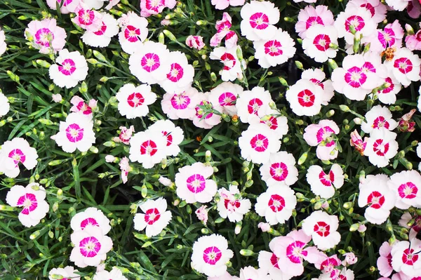 Dianthus-Blütenstruktur — Stockfoto