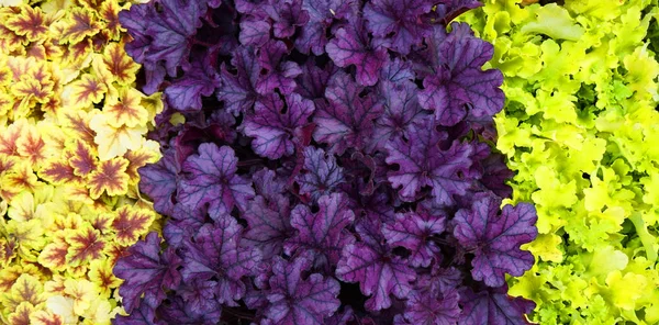 Olika heuchera växter — Stockfoto