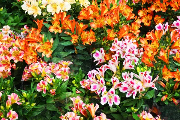 Alstromerie Blüten Textur — Stockfoto