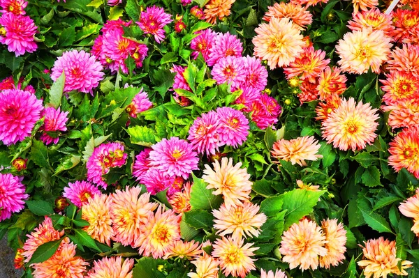 Color dahlia flowers texture — Stock Photo, Image