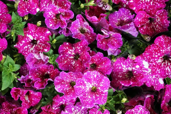 ペチュニアの花のテクスチャ — ストック写真