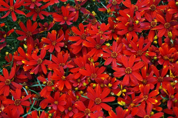 Farbe Biden Blumen Textur — Stockfoto