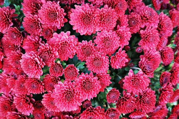 Rote Chrysanthemenblüten — Stockfoto