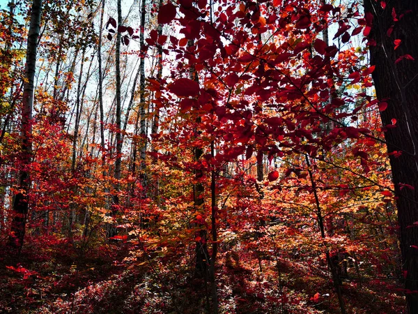 Szép őszi park — Stock Fotó