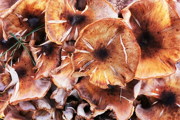 Honey mushrooms in the garden — Stock Photo, Image