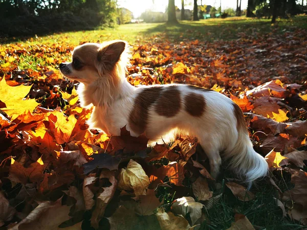 Chihuahua w jesiennym parku — Zdjęcie stockowe