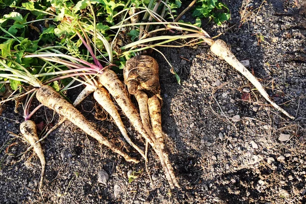 土の上のパセリの根 — ストック写真