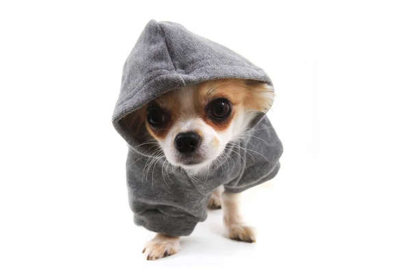 Chihuahua vestido de invierno — Foto de Stock