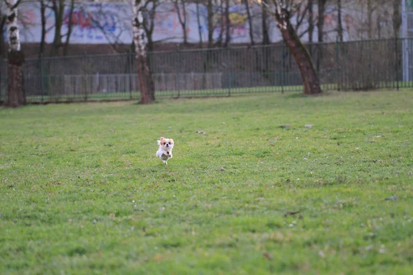 Chihuahua pequeno na grama verde — Fotografia de Stock