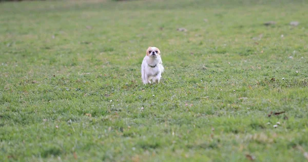Piccolo chihuahua nell'erba verde — Foto Stock