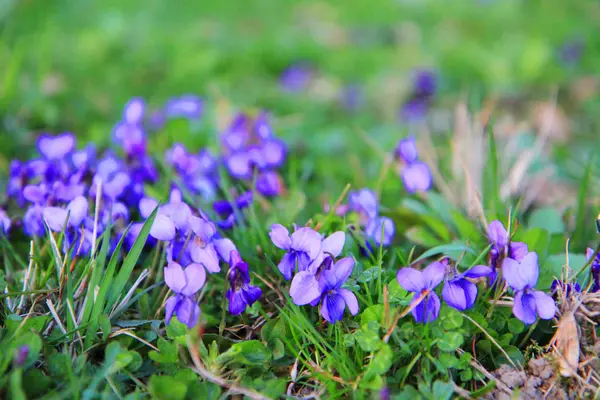 Fioletowe kwiaty w wiosennym ogrodzie — Zdjęcie stockowe