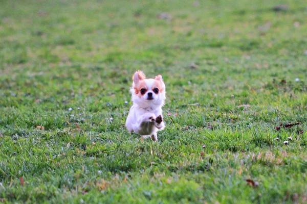 Chihuahua pequeno na grama verde — Fotografia de Stock