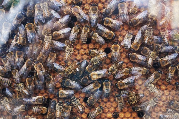 Bees and honeycomb — Stock Photo, Image