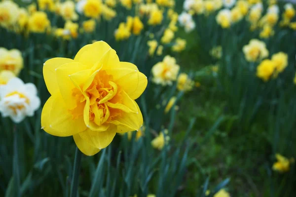 Jarní narcis květiny v zelené trávě — Stock fotografie