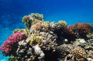 Kızıl denizdeki mercan kayalıkları 