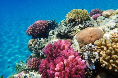 Kızıl denizdeki mercan kayalıkları 