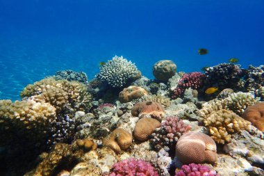 Kızıl denizdeki mercan kayalıkları 