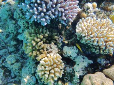 Kızıl denizdeki mercan kayalıkları 