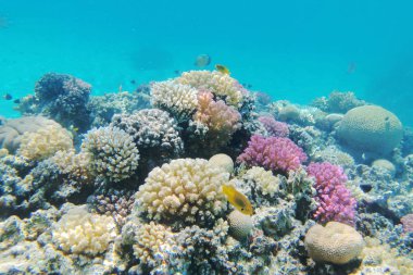 Kızıl denizdeki mercan kayalıkları 