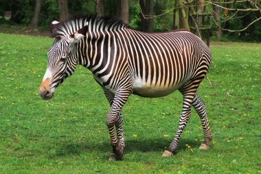 zebra hayvan dinleniyor