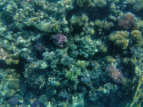 Barriera corallina nel mare rosso — Foto Stock