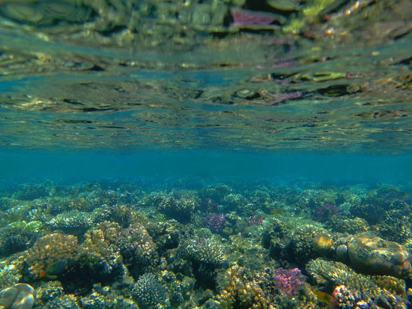 Barriera corallina nel mare rosso — Foto Stock