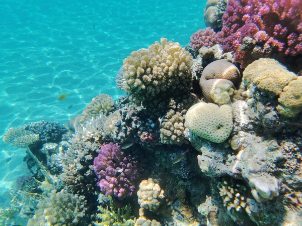Коралловый риф в красном море — стоковое фото