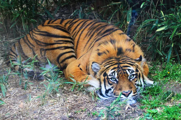 Tigre está descansando na grama verde — Fotografia de Stock