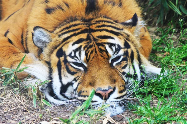 Tigre está descansando na grama verde — Fotografia de Stock