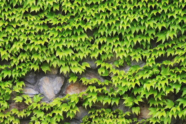 Parete della pianta di edera — Foto Stock