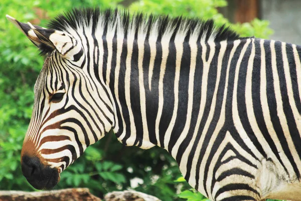 Zebra animal está descansando — Fotografia de Stock