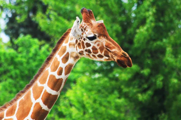 Giraffe head with long neck — Stock Photo, Image