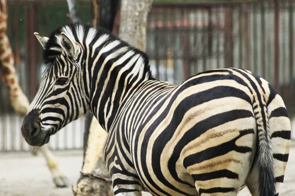 Zebra animal está descansando — Fotografia de Stock