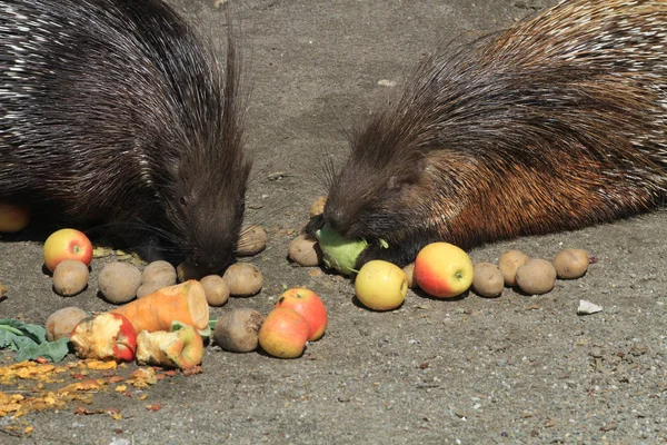 Οι σκαντζόχοιροι τρώνε φρούτα. — Φωτογραφία Αρχείου